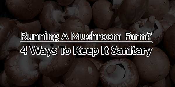 Running-A-Mushroom-Farm--4-Ways-To-Keep-It-Sanitary